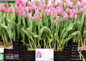 Tulipa Pink Flag ® (1)